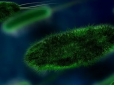 Бережіться! Комаровський назвав сім найбрудніших місць, де живуть мікроби