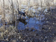 Приклад для людей: У Сумах собака самостійно чистить річку від сміття (фото)