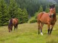 Врятували від жорстокої експлуатації чи викупили у м’ясників: На Миколаївщині волонтери рятують життя коням