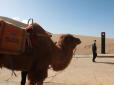 Передові технології бувають різними: У Китаї для полегшення трафіку встановили перший світлофор для верблюдів (фотофакти)