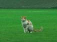 Як стати зіркою спорту: Кіт увірвався на футбольне поле під час матчу (відео)