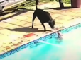 Справжній герой: Великий пес врятував крихітного шпіца з басейну і став героєм (відео)