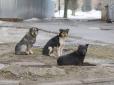У ​Херсоні чоловік, якого покусали безпритульні собаки, відсудив у місцевої влади 10 000 грн