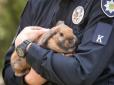 Курсант Топотун: У Дніпрі з'явився надзвичайно милий кролик-поліцейський (відео)