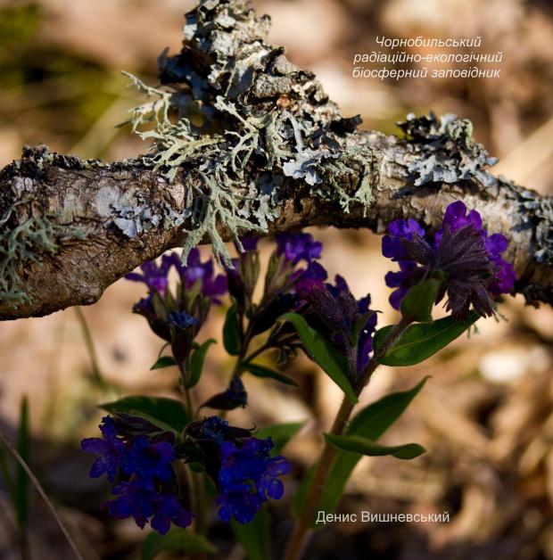 У Чорнобильській зоні знайдені рідкісні квіти: їх краса заворожує