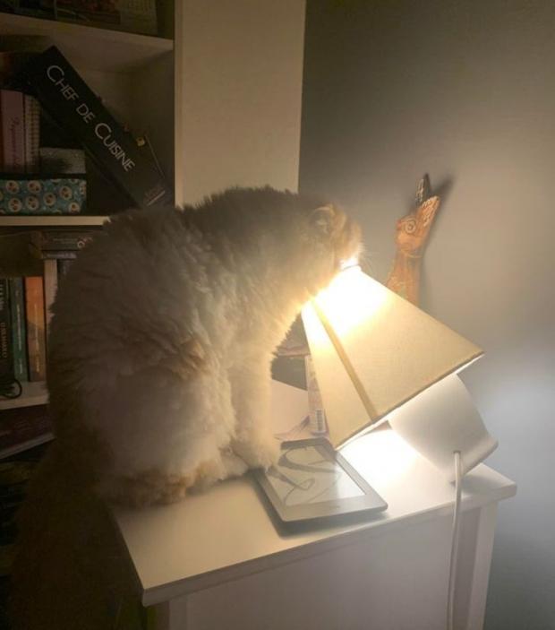 Кіт ледь не обпік мордочку гарячою лампою.