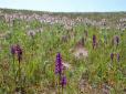 Краса України: На Кінбурнській косі розквітло найбільше в Європі поле червонокнижних диких орхідей (відео)