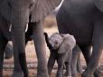 Розумні тварини навчилися розпізнавати звуки сирени, що віщають біду: У зоопарку Тель-Авіва показали, як слони захищали слоненя від ракетних ударів