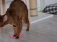 Такого ви ще не бачили: Киця Аліса навчилася мити підлогу і прибирає навіть за власниками (відео)