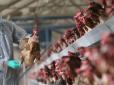 Бережіться! Українців попередили про небезпечну курятину з сальмонелою