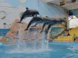 Довелося накладати шви: В одеському дельфінарії дитину вкусив дельфін (відео)