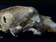 Археологи знайшли череп печерного ведмедя - знахідка відкрила таємницю життя древніх людей (фото)