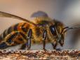 Дружина обливала водою, але нічого не допомогло: На Рівненщині бджоли до смерті закусали пасічника