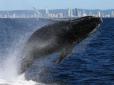 Біля берегів США кит проковтнув ловця лобстерів