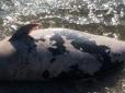 Розмиті пляжі і мертвий дельфін: Що твориться на Азовському морі (відео)