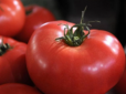 Лікарі розповіли, кому не можна їсти помідори та чи рятують вони від раку