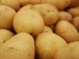 Чому в українських супермаркетах немає дешевої вітчизняної картоплі: Експерти дали пояснення