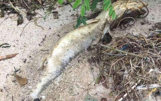 Під Києвом весь берег водосховища засипало мертвою рибою: сотні судаків