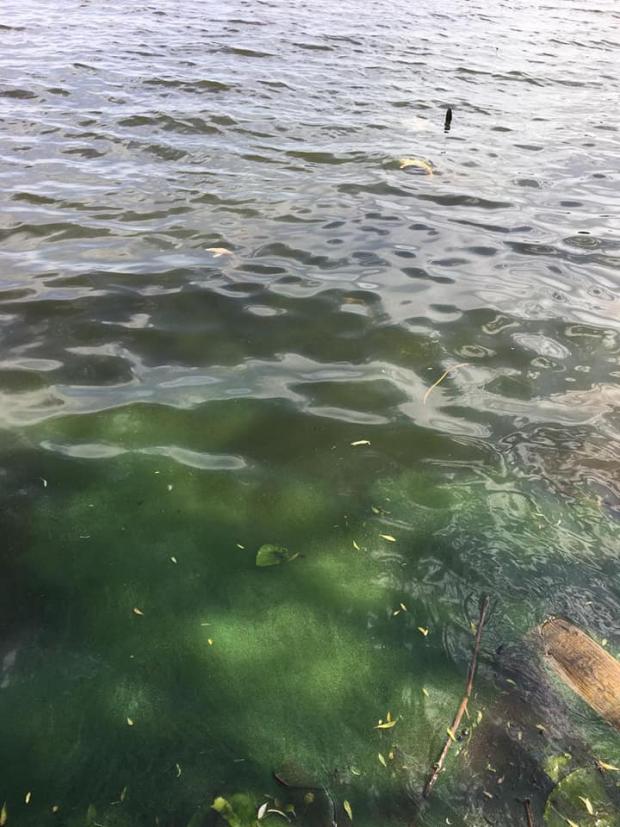 Під Києвом весь берег водосховища засипало мертвою рибою: сотні судаків