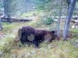 Хіти тижня. Будні скреп: У Росії ведмідь напав на туристів і з'їв школяра (фото)