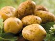 Сезон молодої картоплі у розпалі: Як смачно приготувати бульби