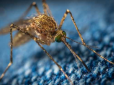 Ледь не помер: Після укусу комара у чоловіка виявили рідкісну інфекцію
