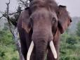 У Індійському штаті Джаркханд ловлять слона, який за два місяці вбив 16 осіб