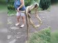 Така навіть перелякати може до смерті: На Закарпатті величезна змія заповзла на подвір'я (фото)