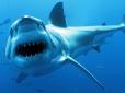 Відкусила п'яту: У Червоному морі акула вистрибнула з води і завдала шкоди парапланеристові (відео)