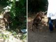 У Києві врятували виснаженого собаку, який 2 дні перебув без їжі і води, прив'язаним до дерева