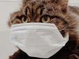 Пухнастики - двигун прогресу: Ліки для котів виявились ефективними проти коронавірусу