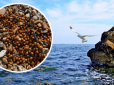 Туристам не до сміху: Пляжі Одеси атакували полчища жуків! Погляньте на ці фото