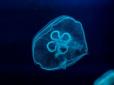 Море у Кирилівці перетворилося на кисіль з медуз: У мережі показали вражаючі фото
