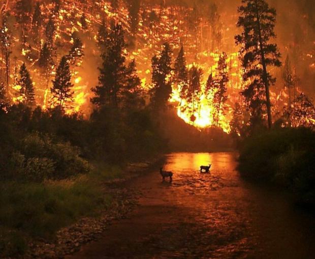 "Все в огне, мы в окружении", - СМИ сообщают про катастрофу с пожарами в Якутии, помощь отправили не туда