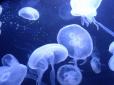 Поки мер Бердянська дає дивні поради, в Кирилівці знайшли спосіб порятунку курортників від нашестя медуз