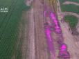 Виглядають дещо моторошно: На Рівненщині екологи виявили загадкові рожеві калюжі (фото, відео)