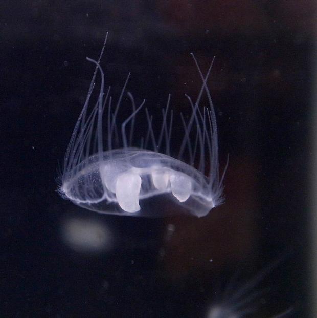 У річці Дніпро під Черкасами виявили медуз: відео мікроскопічних жителів
