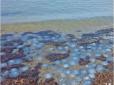 Вирішення проблеми сподобається не усім: Вчений пояснив аномальну кількість медуз в Азовському морі