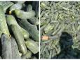 Огірки за 1 гривню: Фермери на Херсонщині викидають врожай через рекордний обвал цін (відео)