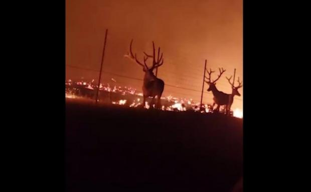 Стадо оленів ледь не загинуло у вогняній пастці: з'явилося відео чудесного порятунку