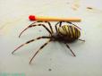 Смугасті, наче оси: У Мукачеві масово поширюються отруйні павуки (фото)