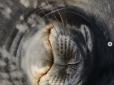 Мило посміхається уві сні: Спляче дитинча тюленя стало зіркою мережі (фото)