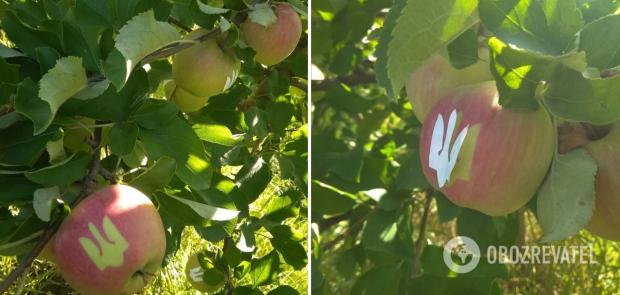 Оригінальні яблука виростили до Дня Незалежності