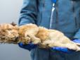 Малюк наче спить: У Сибіру знайшли добре збережене печерне левеня віком 28 000 років. Науковці сподіваються секвенувати геном зниклого виду (відео)