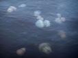 Комунальники не хочуть прибирати: У Кирилівці туристам заборонили виносити медуз на берег, кажуть, проблема минеться сама... коли настануть холоди (відео)