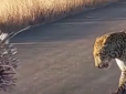 Не здавався до останнього: В Африці леопард напав на дикобраза - фінал двобою здивував (відео)