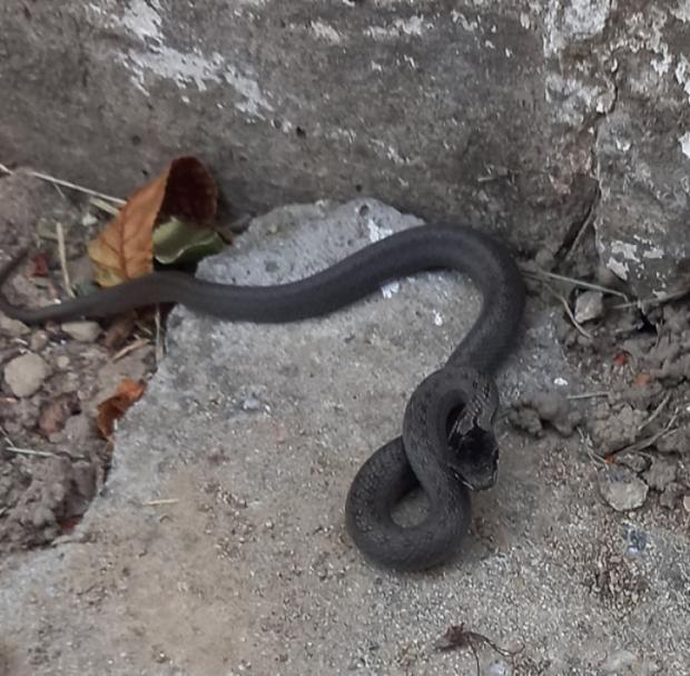На Дніпропетровщині чорна змія кидалася…
