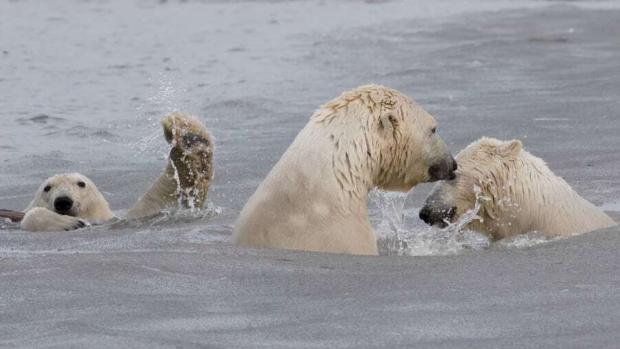 Дитинча полярних ведмедів вчиться плавати на Алясці