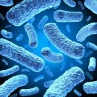 Clostridium Difficile