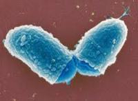 Corynebacterium